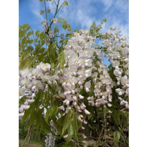 Glycine japonaise 'Lipstick' Pot de 3L/4L