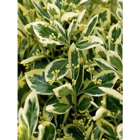 Fusain du Japon 'Bravo' Pot de 2L/3L (1/3)
