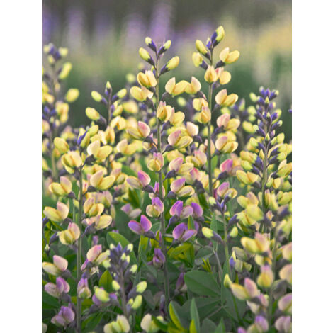 Lupin indigo 'Decadence Deluxe Pink Lemonade' Godet de 8/9 cm