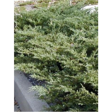 Genévrier 'Pfitzeriana Compacta' Godet de 8/9 cm (1/2)