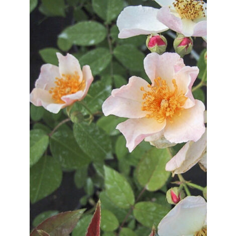 Rosier à fleurs groupées 'Kathleen' Pot de 4L/5L (1/2)