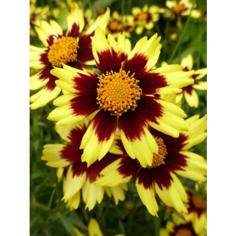 Coréopsis 'Cosmic Eye'® Godet de 8/9 cm (1/2)