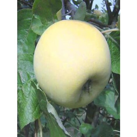 Pommier 'Transparente de Croncels' Pot de 7,5L/10L, Gobelet