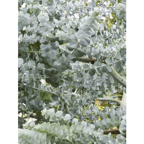 Eucalyptus à feulles cendrées 'Silver Dollar' Godet de 8/9 cm (1/5)