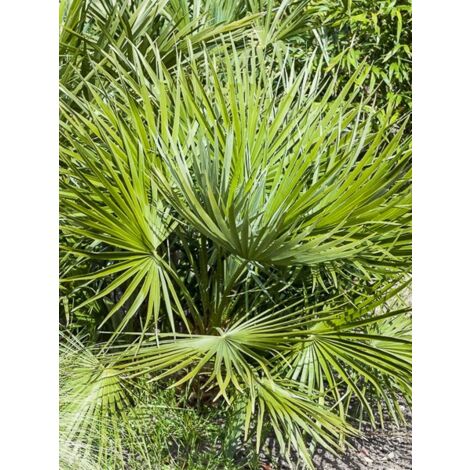Palmier nain 'Compacta ' Pot de 4L/5L