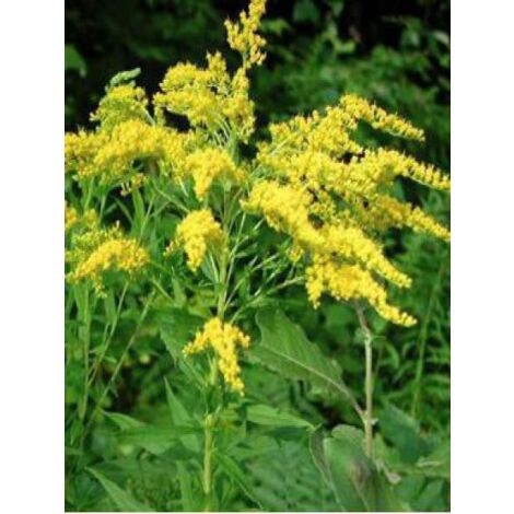 Verge d'or toujours verte 'Goldene Wellen' Godet de 8/9 cm