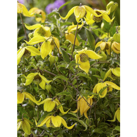 Clématite 'Little Lemons' Pot de 2L/3L