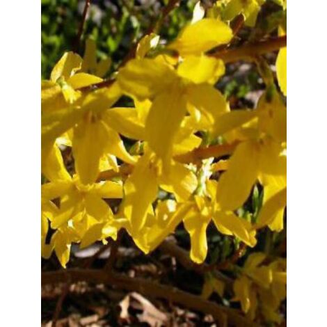 Forsythia intermedia 'Minigold' Pot de 2L/3L (1/4)