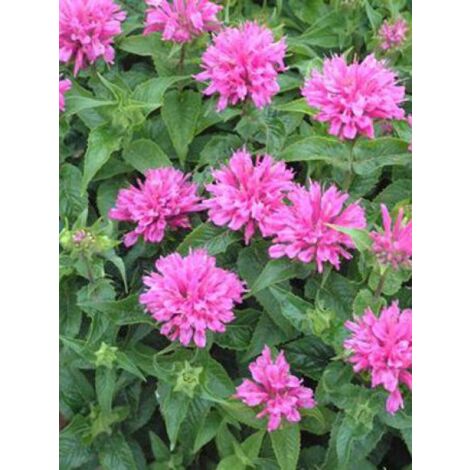 Monarde 'Petite Delight' Godet de 8/9 cm