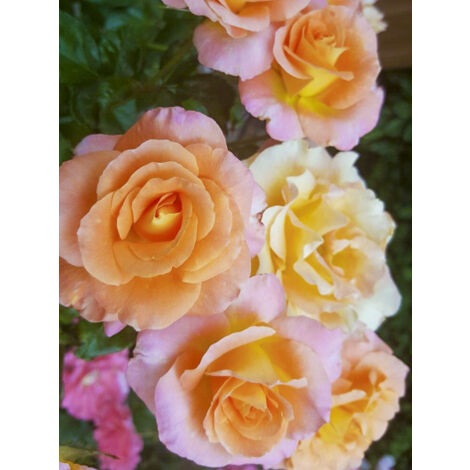 Rosier à fleurs groupées 'Rochemenier Village' Pot de 4L/5L (1/2)