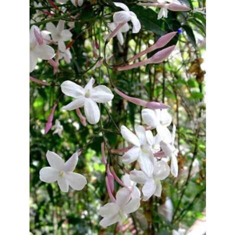 Jasmin blanc, officinal Pot de 4L/5L