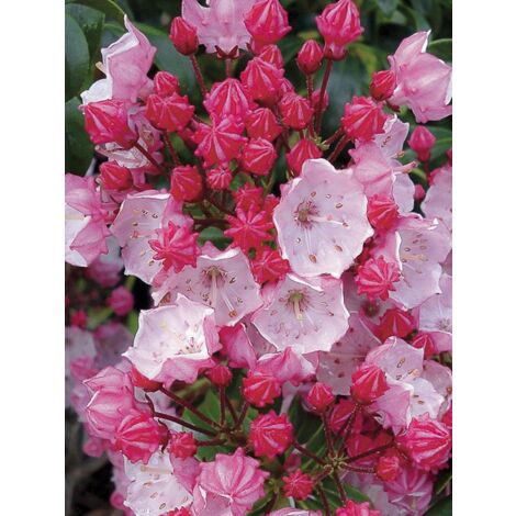 Laurier américain 'Olympic Fire' Pot de 3L/4L (1/3)
