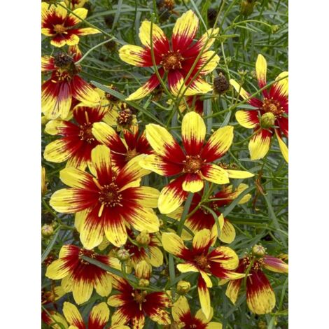 Coréopsis à feuilles en aiguilles 'Bengal Tiger' Godet de 8/9 cm (1/3)