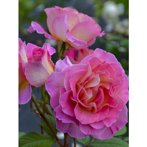 Rosier moderne 'Pink Paradise ' Pot de 3L/4L (1/4)