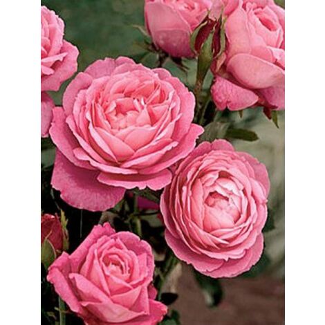 Rosier ancien hybride remontant 'Mrs John Laing' Pot de 4L/5L
