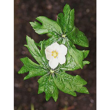 Podophylle pelté Godet de 8/9 cm (1/5)
