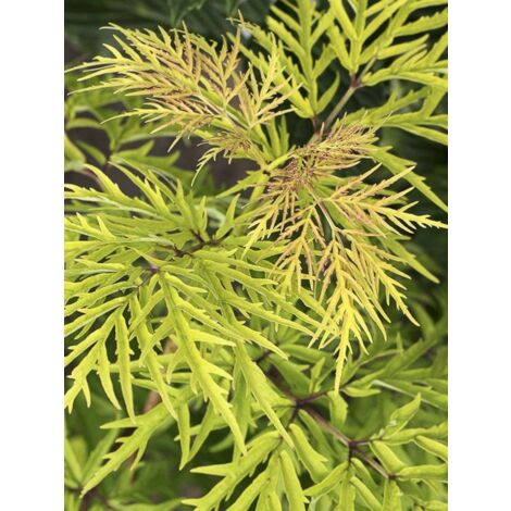Sureau à grappes 'Lemony Lace' Pot de 7,5L/10L (1/5)