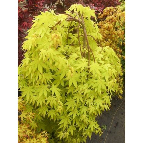Érable du Japon 'Cascade Gold' Pot de 12L/15L, Quart de tige