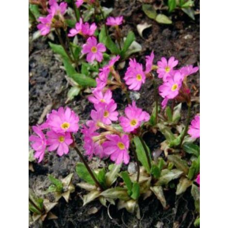 Primevère rose Godet de 7/8 cm (1/4)
