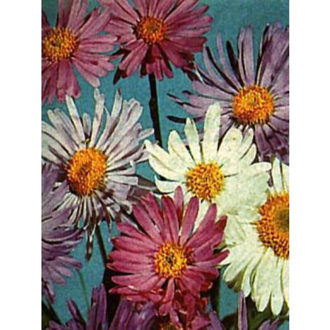 Aster des Alpes le sachet de 150 graines (0,25g) (1/2)