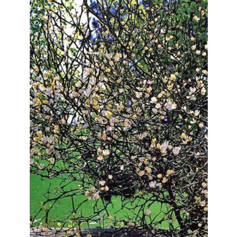 Citronier épineux Pot de 7,5L/10L (1/5)