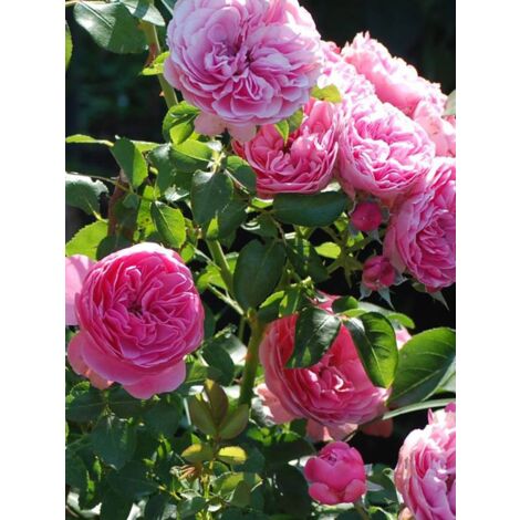 Rosier à fleurs groupées 'Leonard de Vinci' Pot de 4L/5L (1/4)