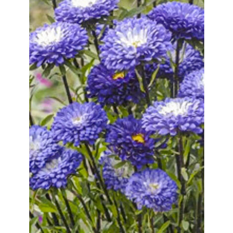 Reine-marguerite 'Garden Hit Blue Tipped White' le sachet de 300 graines (0,8g) (1/2)