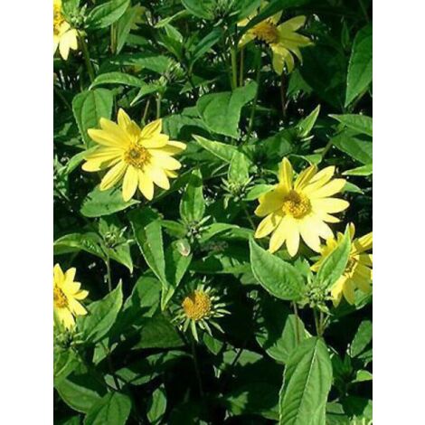 Soleil vivace 'Lemon Queen' Godet de 8/9 cm (1/4)