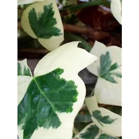 Lierre commun 'Marginata Elegantissima' Pot de 2L/3L