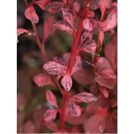 Épine-vinette de Thunberg 'Harlequin' Pot de 2L/3L (1/3)