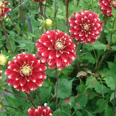 Dahlia Décoratif Red Rock Bulbe taille I (1/2)