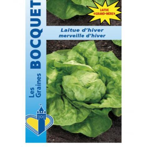Laitue d'hiver 'Merveille d'Hiver' le sachet de 2500 graines (3g) (1/2)