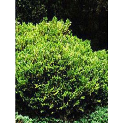 Thujopsis dolobrata 'Nana' Pot de 2L/3L (1/3)