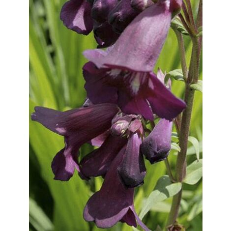 Galane 'Blackbird' Godet de 7/8 cm