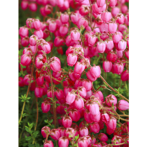 Bruyère d'Irlande, Bruyère de Saint-Daboec 'Waley's Red' Pot de 12 cm / 13 cm