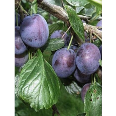 Prunier 'Stanley' Pot de 7,5L/10L, Gobelet (1/2)