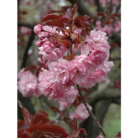 Cerisier du Japon 'Royal burgundy' Pot de 12L/15L