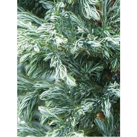 Cyprès Sawara 'Boulevard' Pot de 7,5L/10L (1/4)