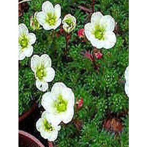 Saxifrage d'Arends 'White Pixie' Godet de 8/9 cm (1/2)