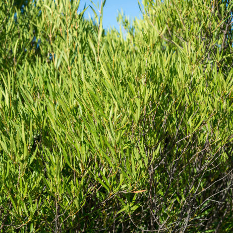 Filaria angustifolia rosmarinifolia Godet de 8/9 cm (1/2)