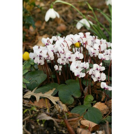 Cyclamen de l'Ile de Cos 'Album' Godet de 8/9 cm (1/4)