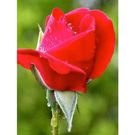 Rosier grimpant 'Paul's Scarlet Climber' Pot de 4L/5L