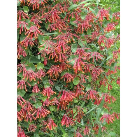 Chèvrefeuille 'Cedar Lane' Pot de 1,5L/2L (1/4)