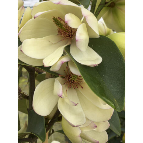 Michelia 'Fairy Lime' Pot de 4L/5L (1/2)