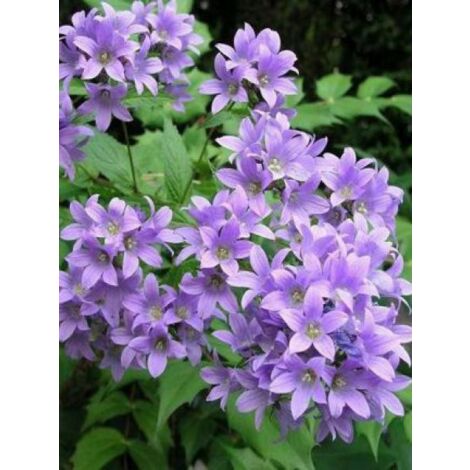 Campanule à fleurs laiteuses 'Prichard's Variety' Godet de 8/9 cm