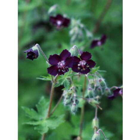 Géranium vivace livide 'Mourning Widdow' Godet de 8/9 cm (1/2)