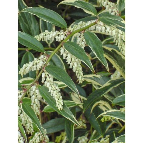 Leucothoe 'Whitewater' Pot de 4L/5L (1/4)