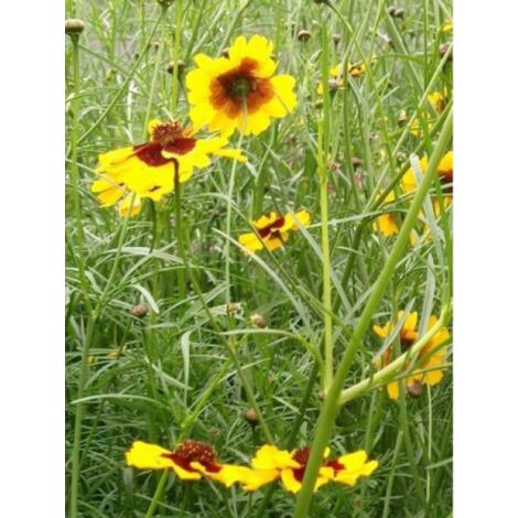 Coréopsis en mélange le sachet de 1150 graines (0,5g) (1/2)