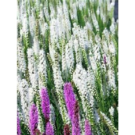 Liatride, Plume du Kansas 'Alba' Godet de 8/9 cm