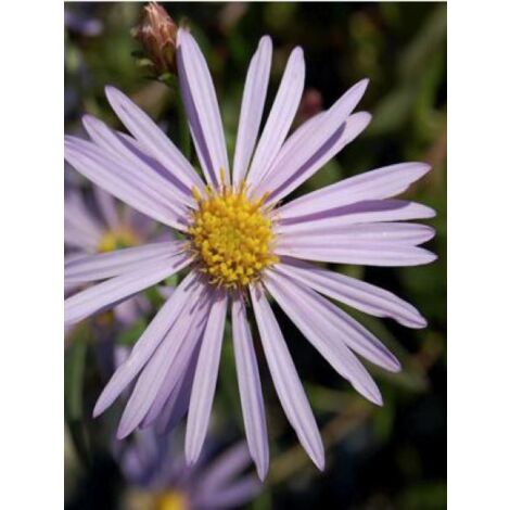Aster des Pyrénées 'Lutetia' Godet de 8/9 cm (1/4)